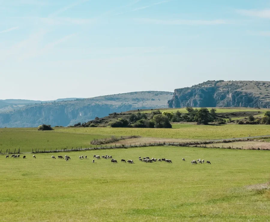Flock of sheep