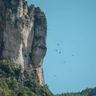 Vultures