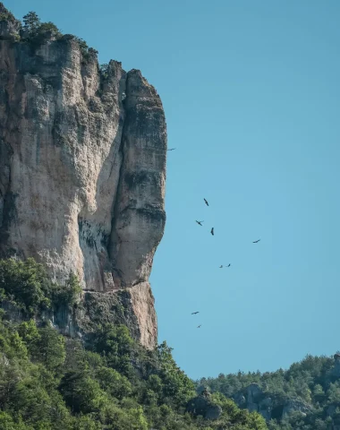 Vultures