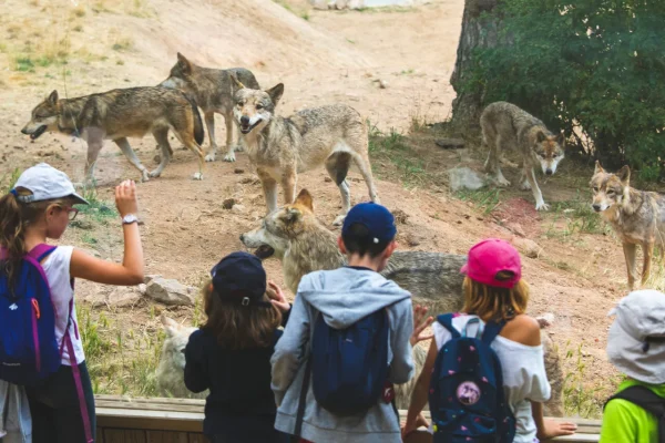 Gévaudan Wolf Park