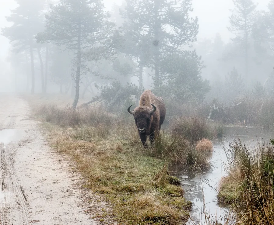 European Bison Reserve