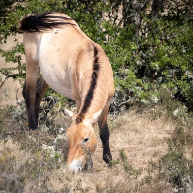 Przewalski horse in causse Mejean