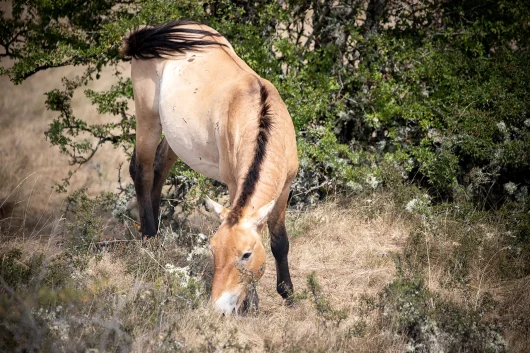 Przewalski horse in causse Mejean
