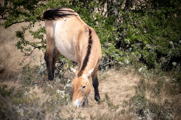 Przewalski horse in causse Mejean