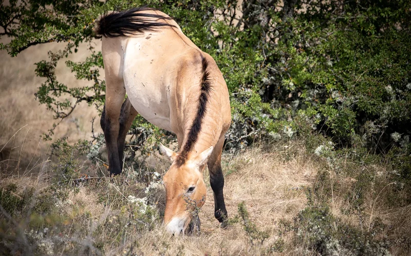 Przewalski horse in causse Mejean