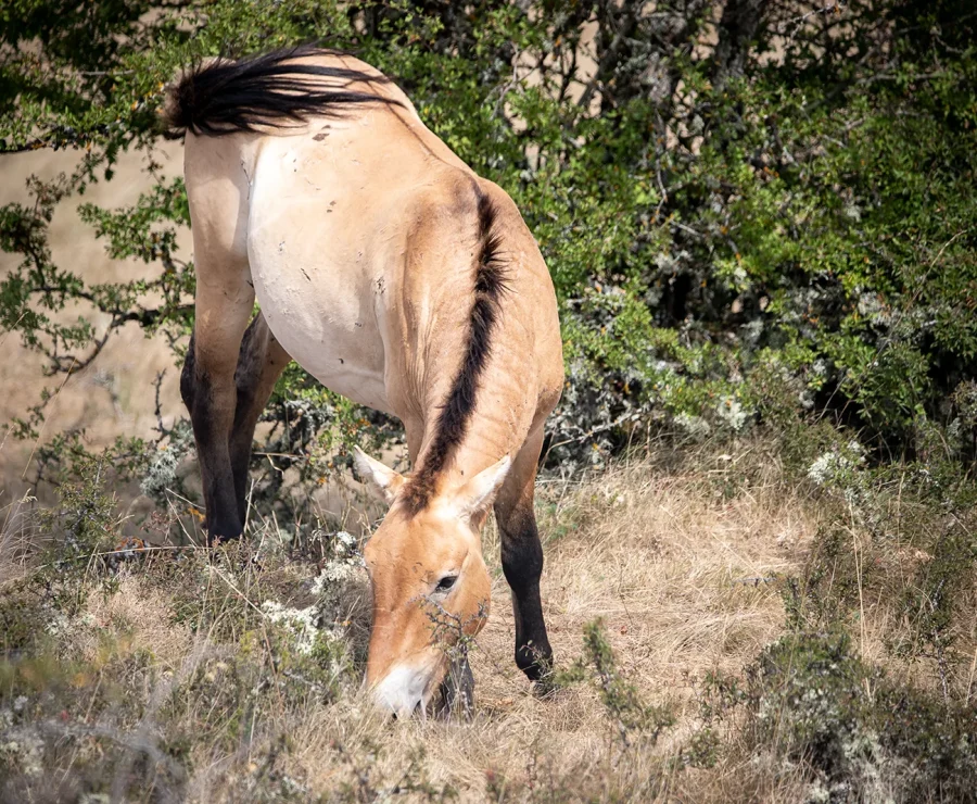 Przewalski horse in causse Mejean