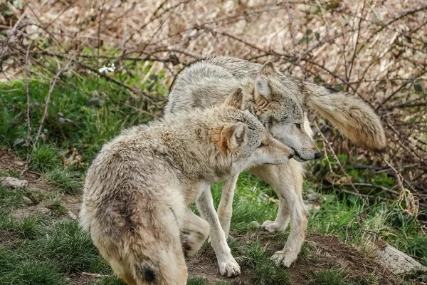 Loups du Gévaudan