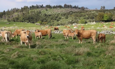 Herd of Aubrac cows