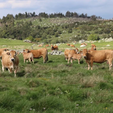 Herd of Aubrac cows