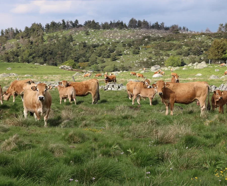 Herd of Aubrac cows