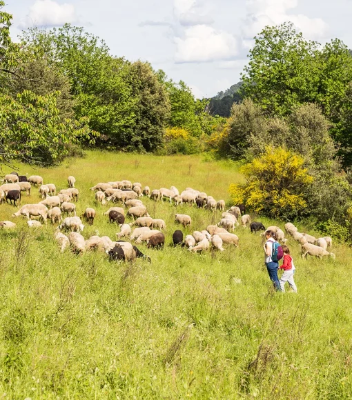 Encountering a flock of sheep in the Cévennes