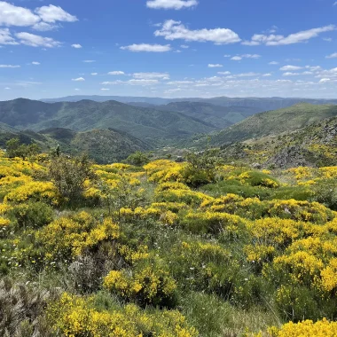 Broom on Mont Lozère