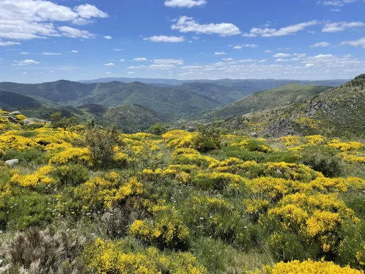 Broom on Mont Lozère