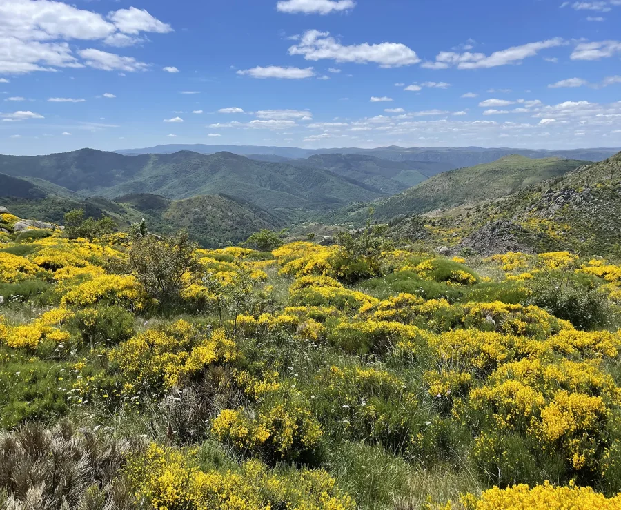Broom on Mont Lozère