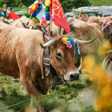 Aubrac Transhumance Festival