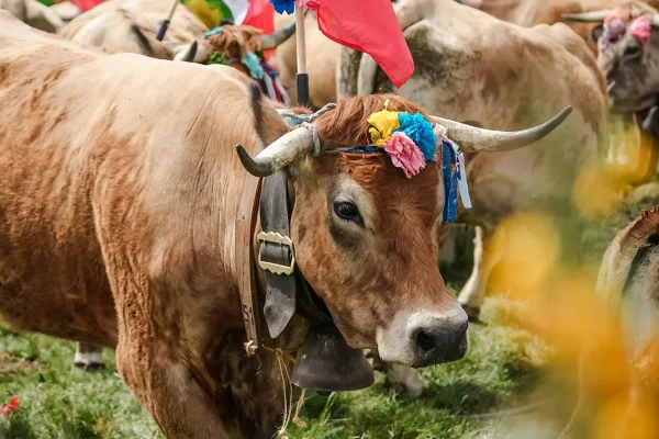 Aubrac Transhumance Festival