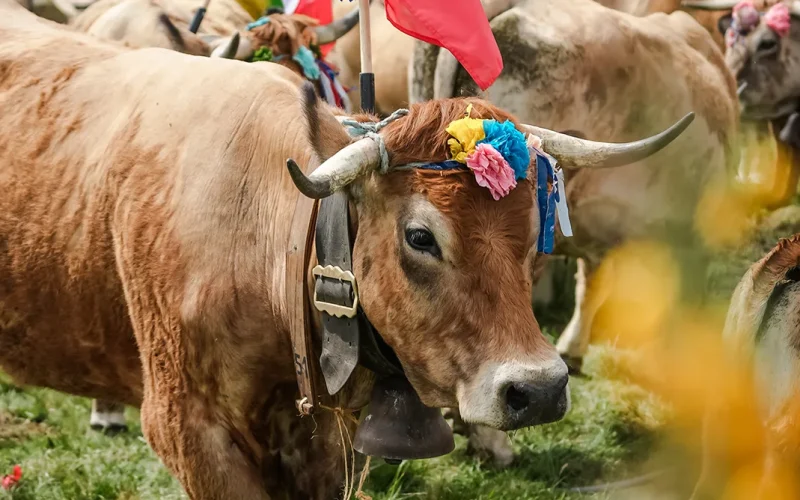 Aubrac Transhumance Festival