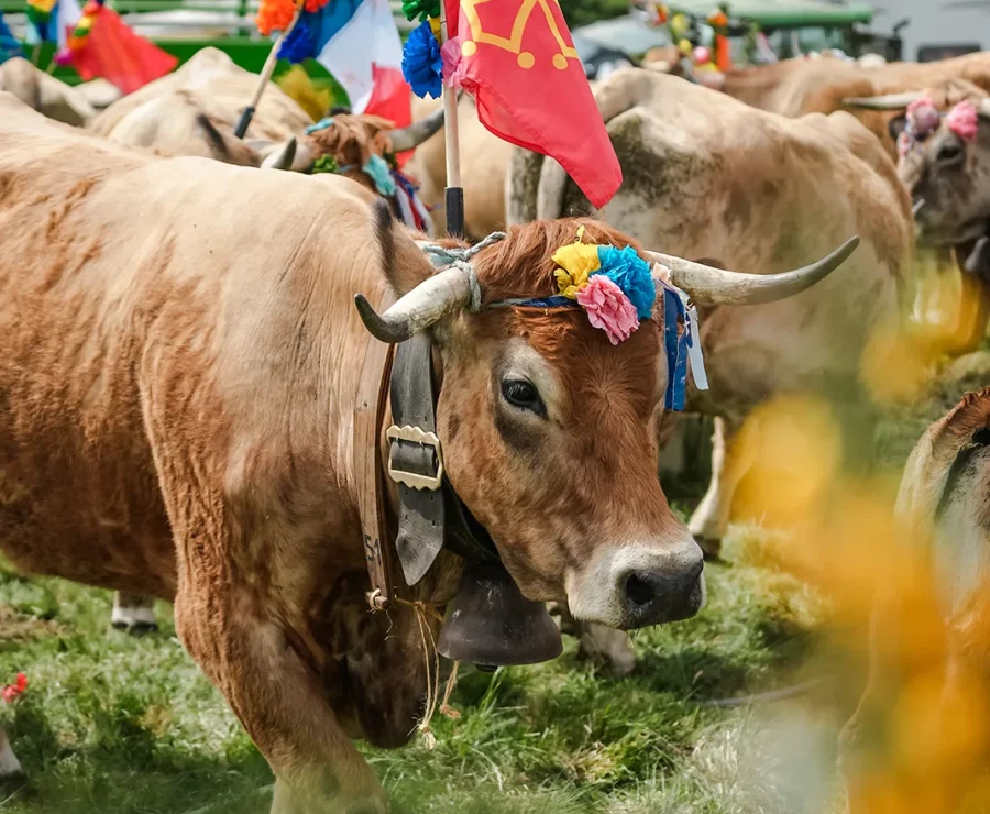 Aubrac Transhumance Festival