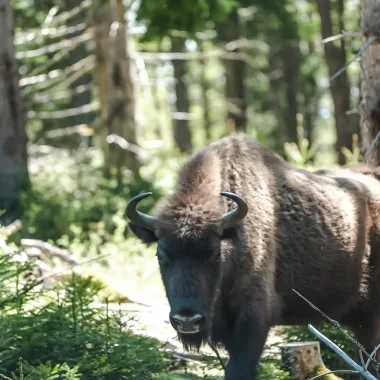 European Bison Reserve