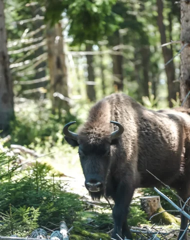 European Bison Reserve