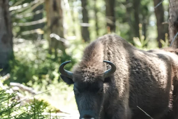 European Bison Reserve