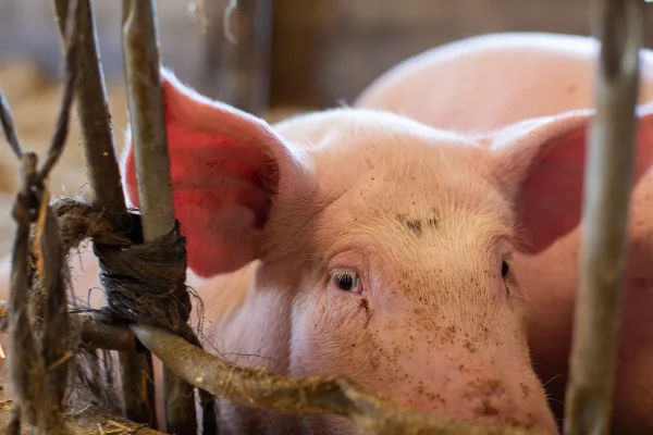 pig
