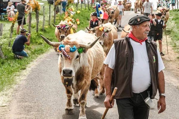 Livestock farmers and cows in transhumance