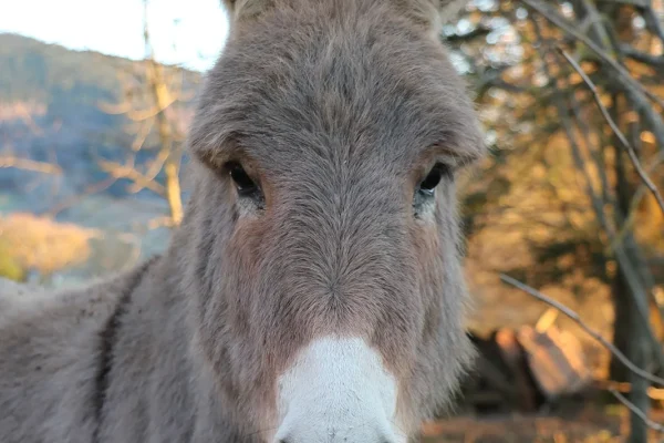 Donkey