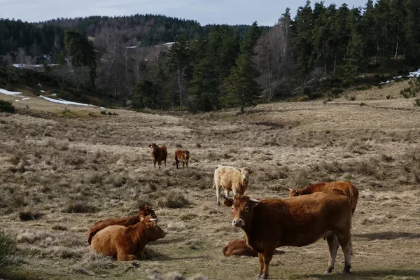Cows in a field
