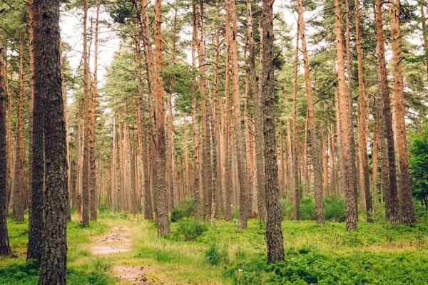 Mercoire Forest
