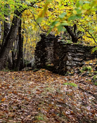Chestnut forest