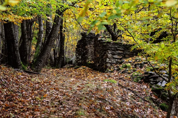 Chestnut forest