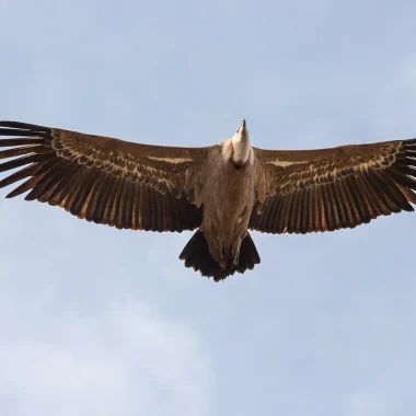 Vultures