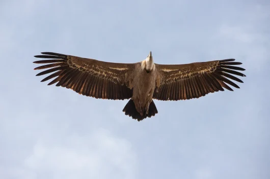 Vultures