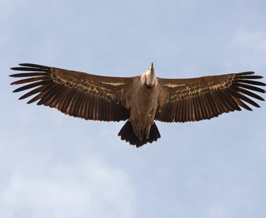 Vultures