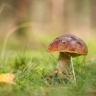 Porcini mushroom