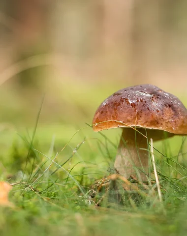 Porcini mushroom