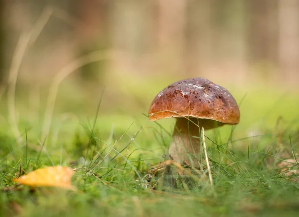 Autumn delights