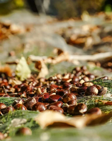 Chestnuts