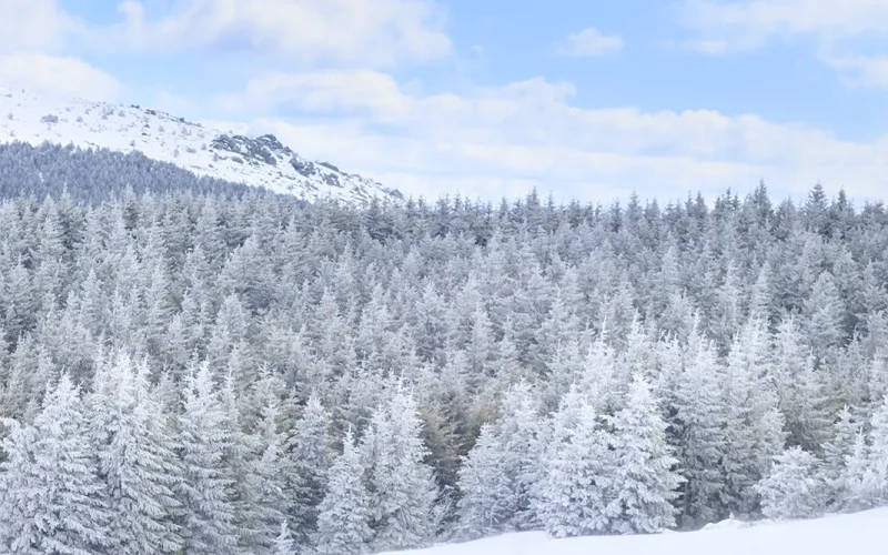 Winter sports