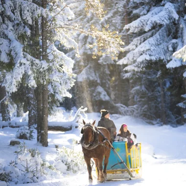 Visit to the European bison reserve by dogsled
