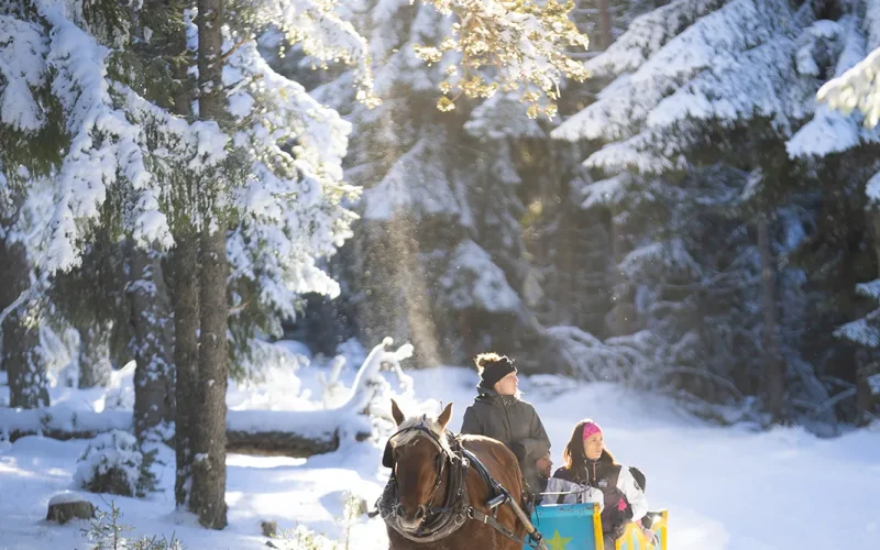 Visit to the European bison reserve by dogsled