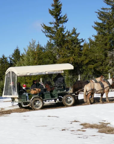 Visit to the European bison reserve by horse-drawn carriage