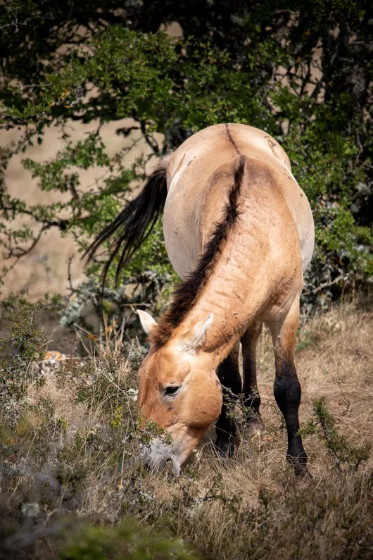 Przewalski's Horses