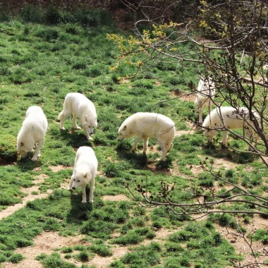 Pack of Arctic wolves
