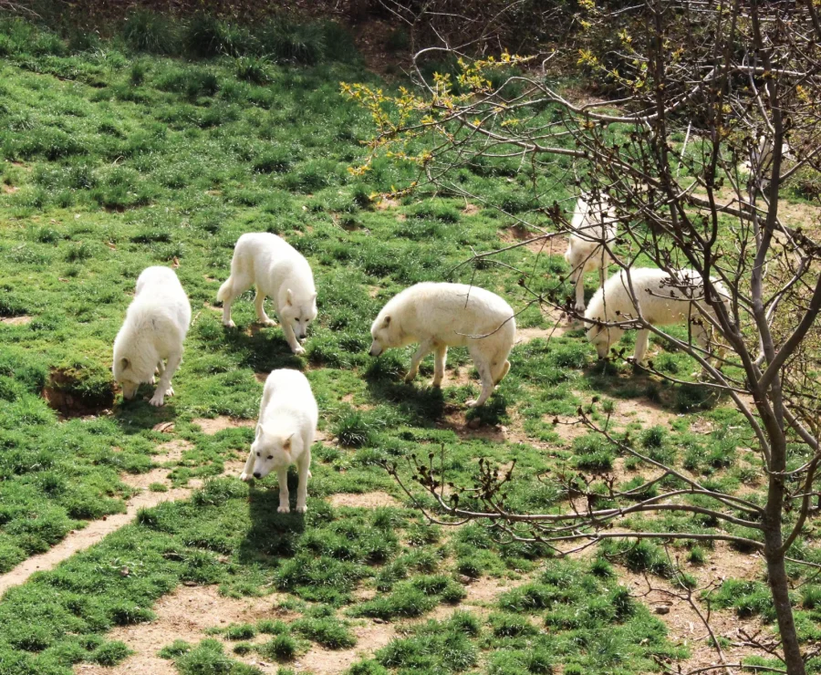 Pack of Arctic wolves