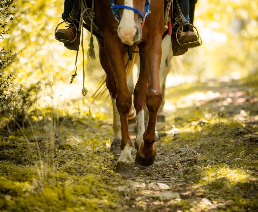 Horseback riding