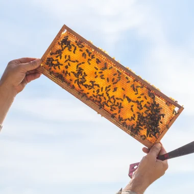 Honeycombs