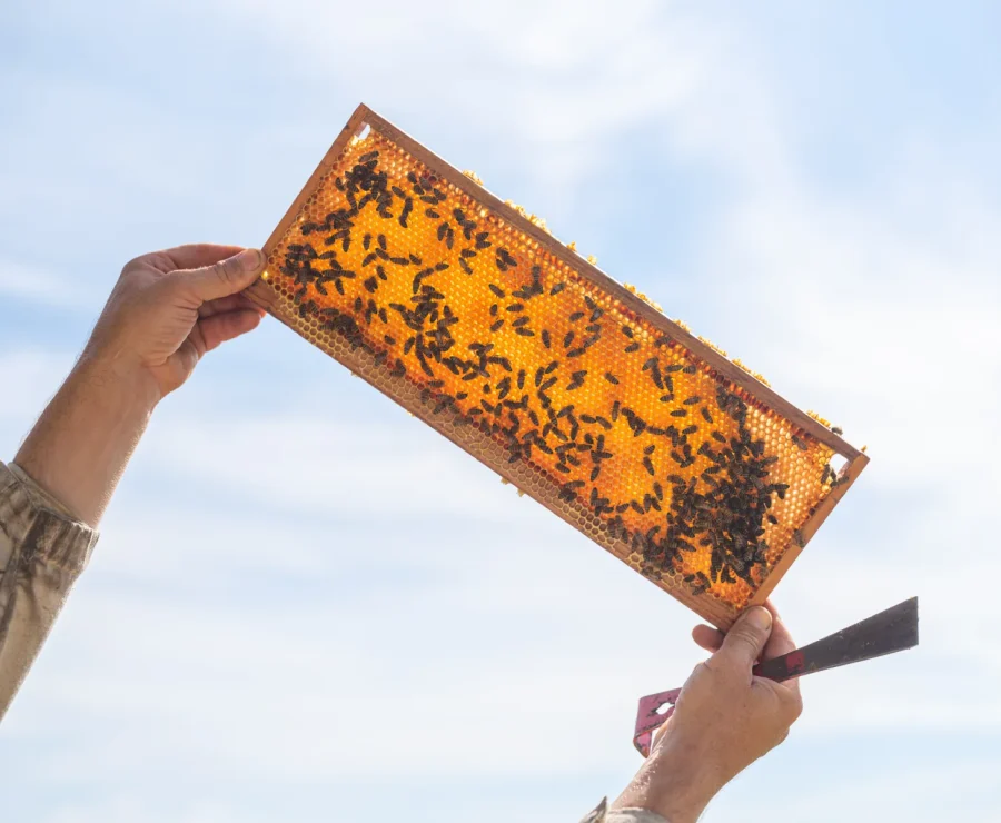Honeycombs