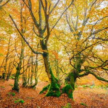 Margeride Forest